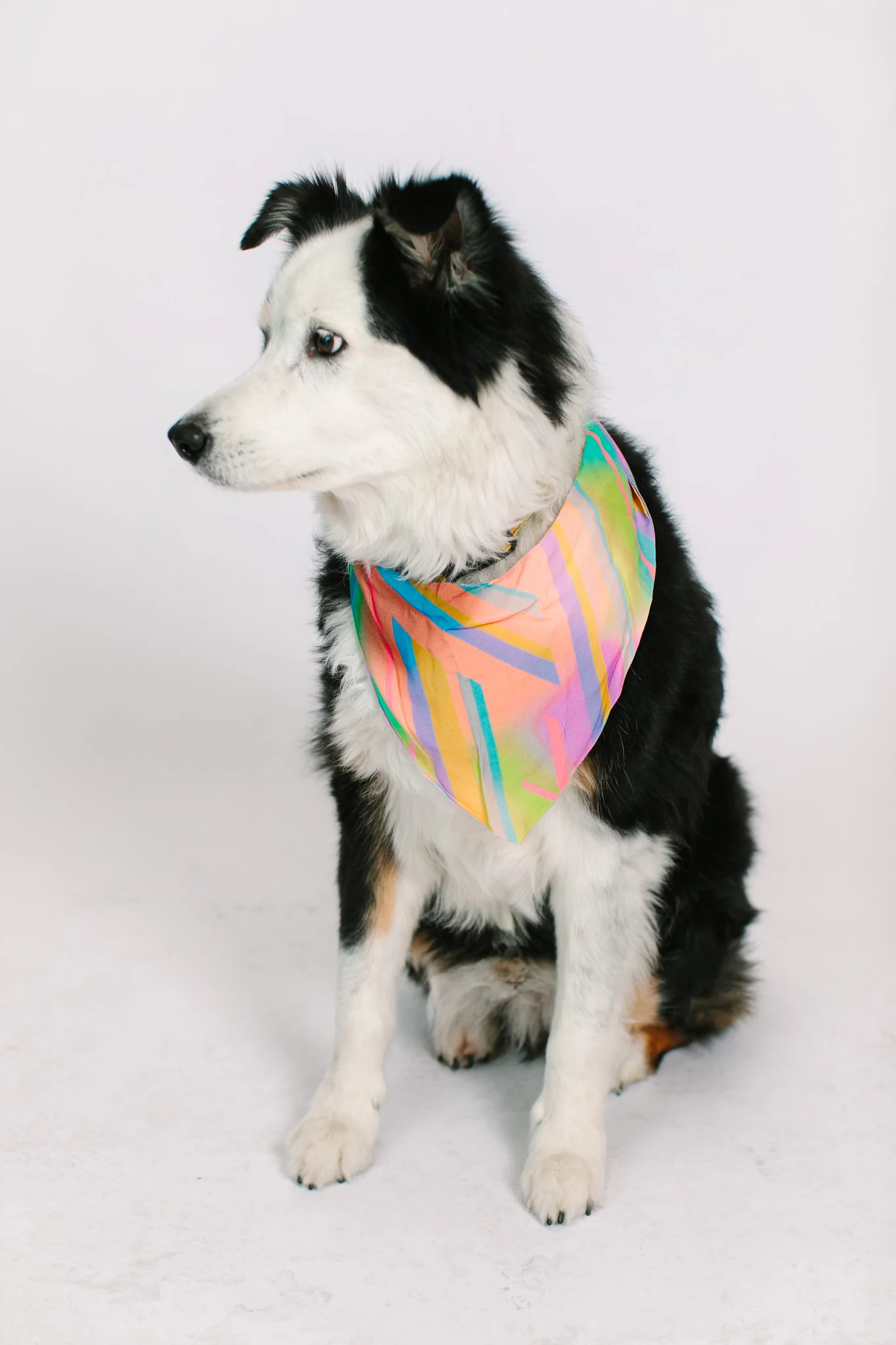 Rainbow Dog Bandana - Image 2