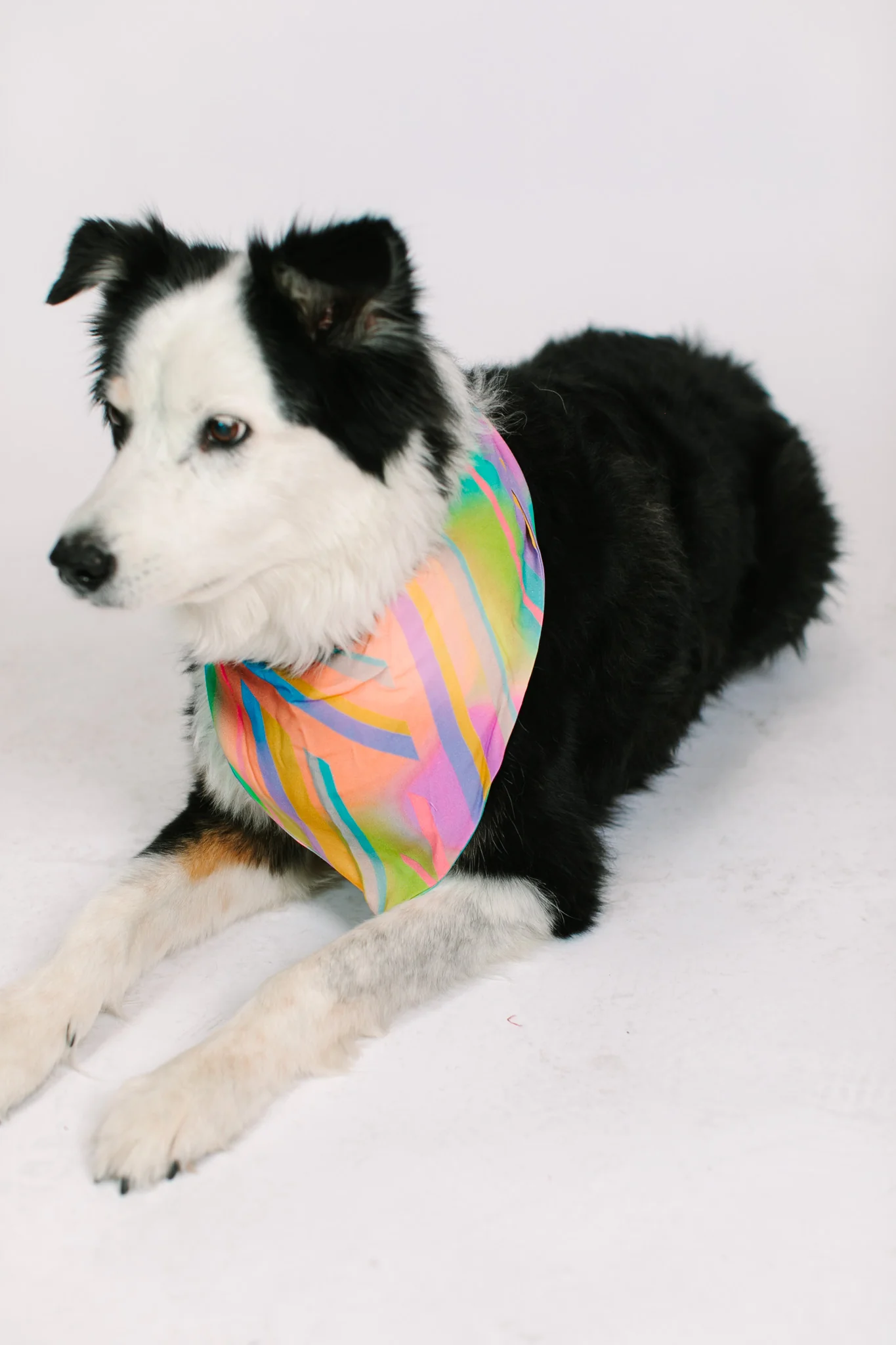 Rainbow Dog Bandana - Image 5