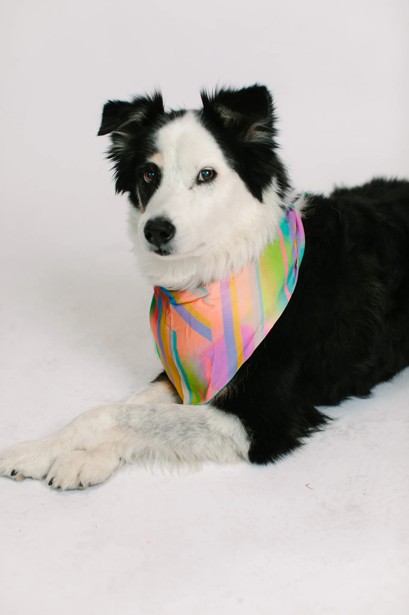 Rainbow Dog Bandana - Image 6